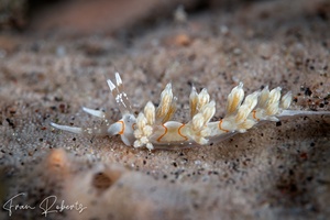 Image of Cratena simba