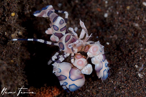 Image of Hymenocera picta