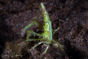 Image of Huenia heraldica