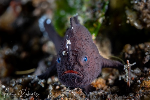 Image of Antennarius sp. 1