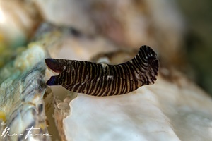 Image of Tubulophilinopsis lineolata
