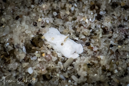 Image of Niparaya sp. 1