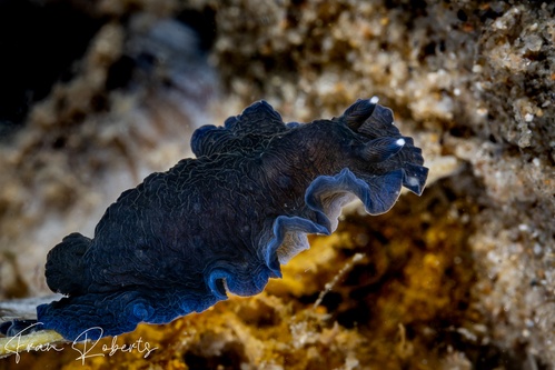 Image of Dendrodoris nigra