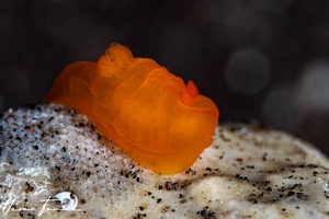 Image of Gymnodoris sp. 3
