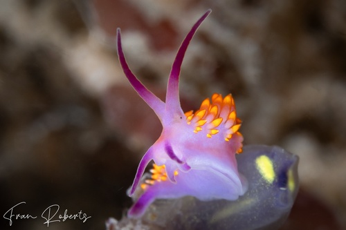 Image of Trinchesia sibogae var A