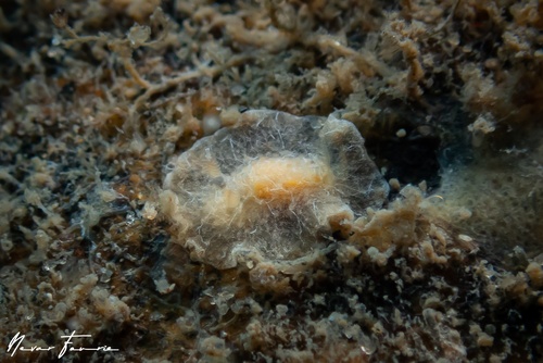 Image of Doriopsilla sp. 1