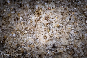 Image of Haminoeidae long-tail sp. 2