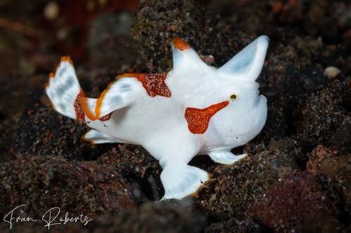 Image of Antennarius maculatus