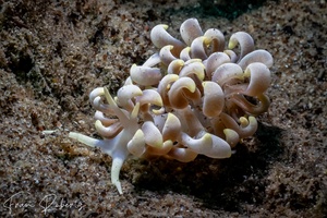 Image of Phyllodesmium magnum