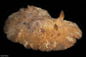 Image of Sclerodoris sp. 2