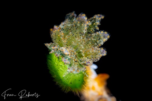 Image of Mourgona sp. 1