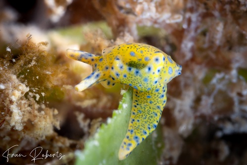 Image of Oxynoe Jaksoni