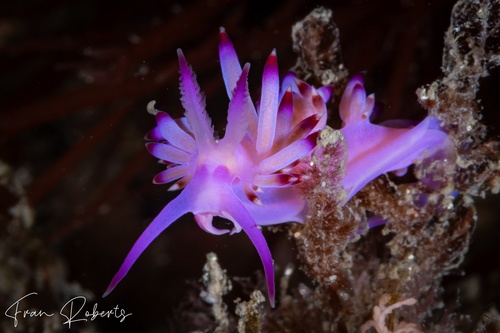 Image of Flabellina sp. 3