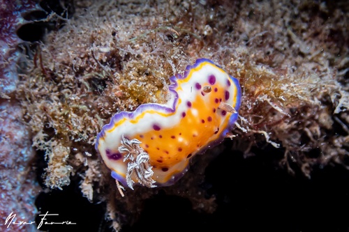 Image of Goniobranchus sp. 2