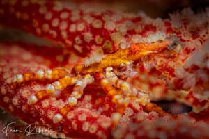 Image of Xenocarcinus conicus