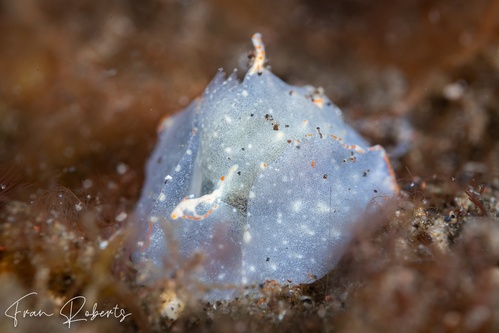 Image of Sagaminopteron nigropunctatum