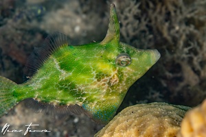 Image of Monacanthus chinensis