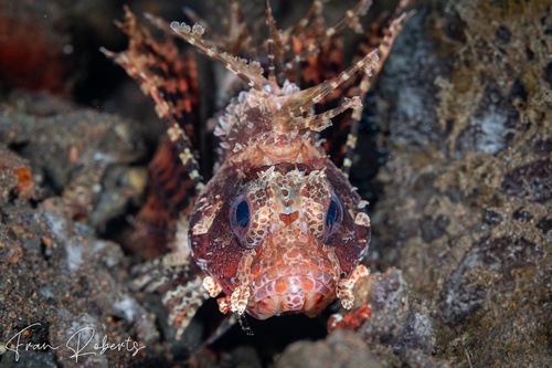 Image of Dendrochirus brachypterus