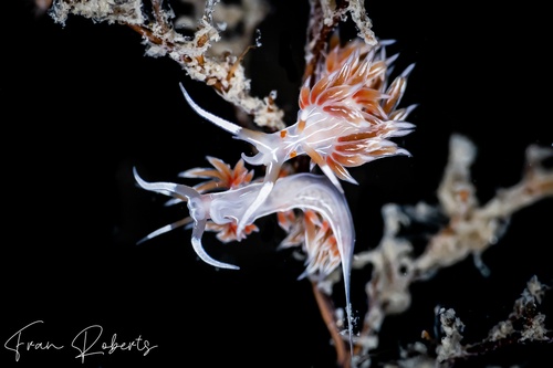 Image of Cratena lineata