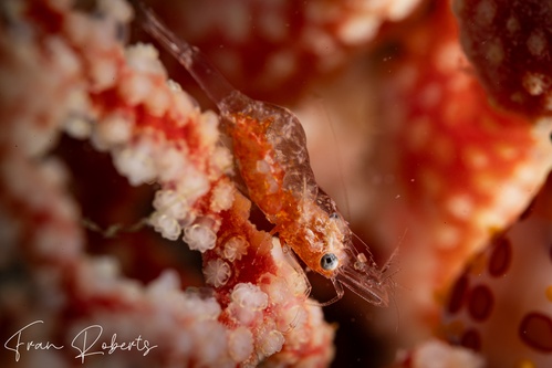 Image of Hamodactylus paraqabai