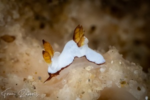 Image of Trapania undulata