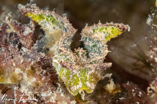 Image of Elysia tomentosa