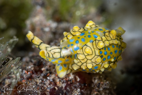 Image of Oxynoe kylei