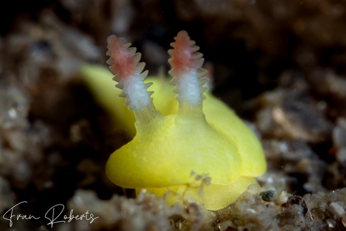 Image of Verconia laboutei