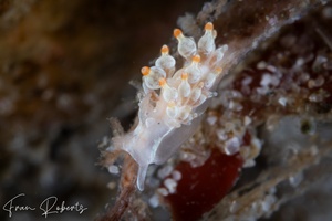 Image of Tenellia sp. 11