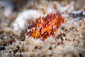 Image of Thyzanozoon sp. 1