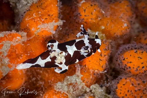 Image of Trapania franae