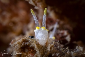 Image of Goniodoridella savignyi