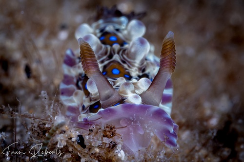 Image of Dendrodoris denisoni