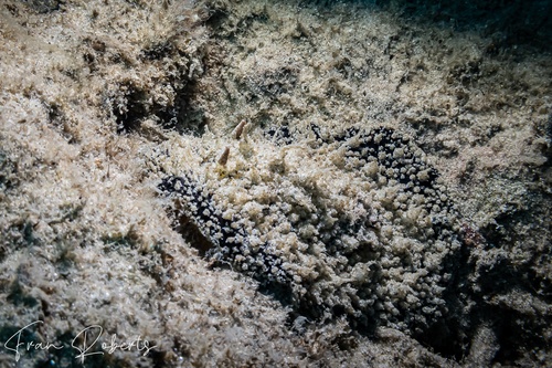 Image of Thordisa villosa