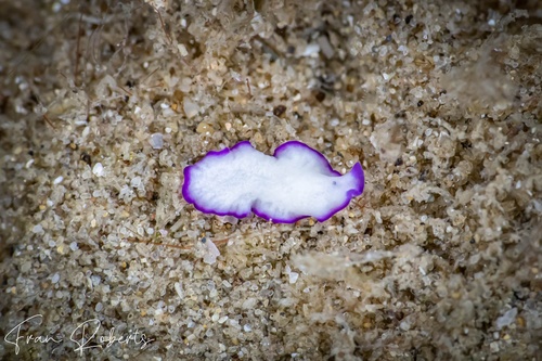 Image of Pseudoceros cf. indicus