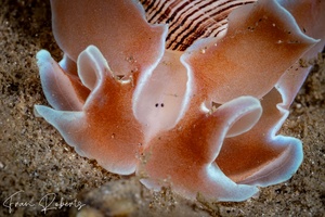 Image of Hydatina physis