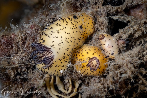 Image of Jorunna parva