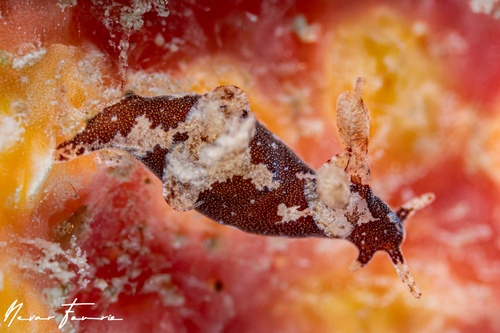 Image of Trapania brunnea