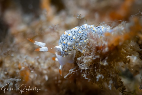 Image of Tenellia diversicolor