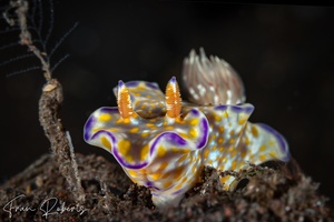Image of Ceratosoma tenue