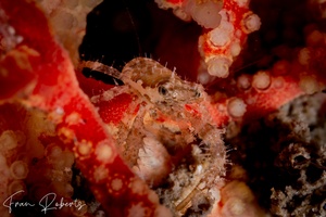 Image of Galathea ternatensis