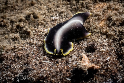 Image of Pseudoceros paralaticlavus