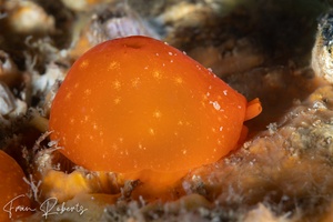 Image of Berthellina punctata