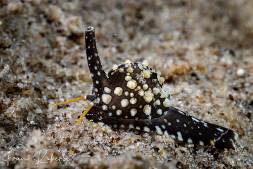 Image of Cypraea sp. 7