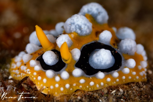 Image of Phyllidia ocellata