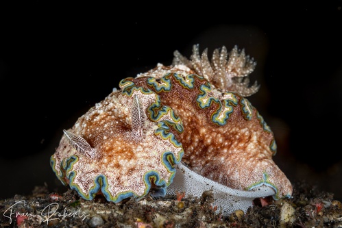 Image of Glossodoris cincta