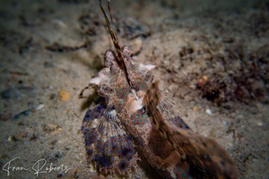 Image of Dactylopus kuiteri