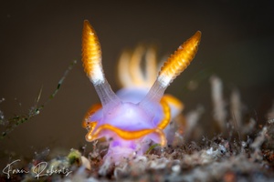 Image of Thorunna sp. 3