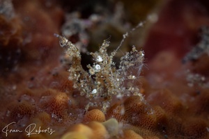 Image of Neostylodactylus litoralis