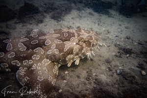 Image of Orectolobus maculatus